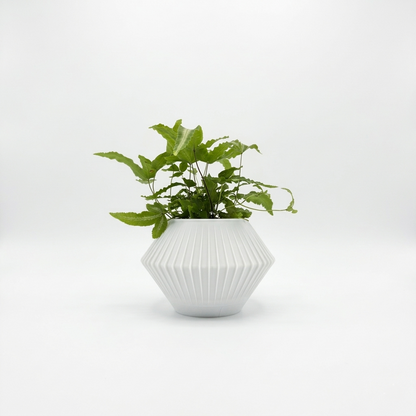 CHUNJI Planter