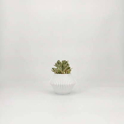 CHUNJI Planter
