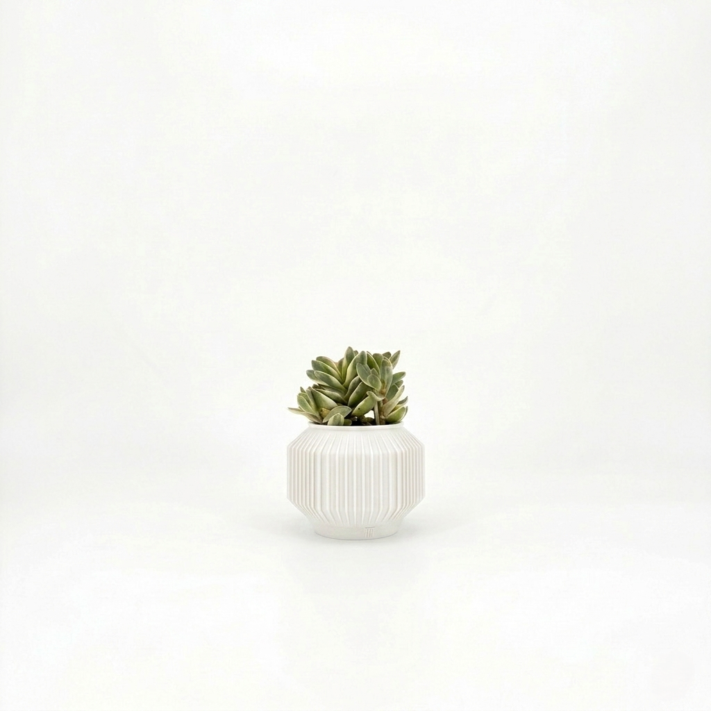 JEJU Planter