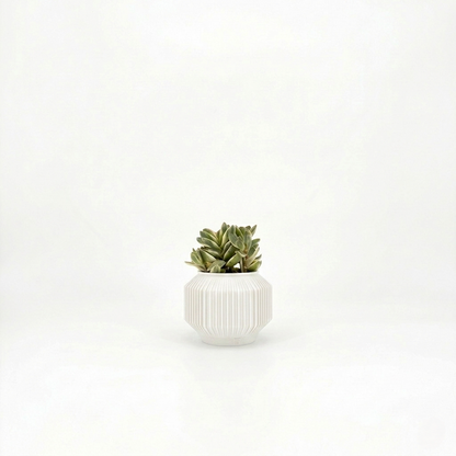 JEJU Planter