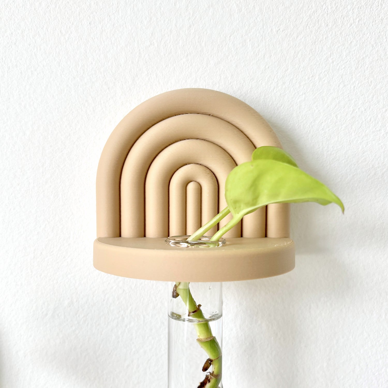 Hazelnut wall hanging propagation station in rainbow arched design